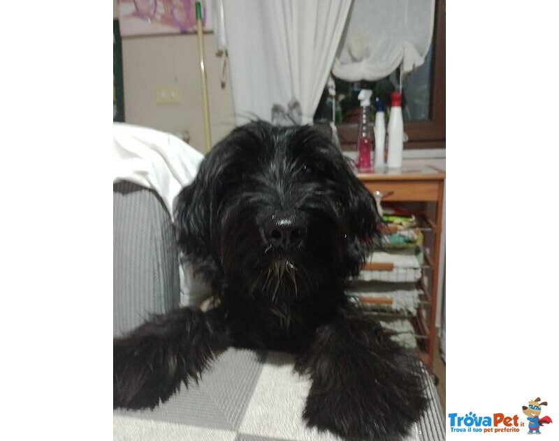 Sophie Adorabile mix Barboncina - 10 Mesi - Foto n. 3