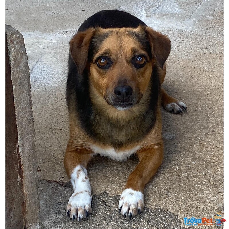 Memole Dolce Cagnolina Taglia Piccola 4 anni Cerca casa - Adozione Canile di Latina - Foto n. 1