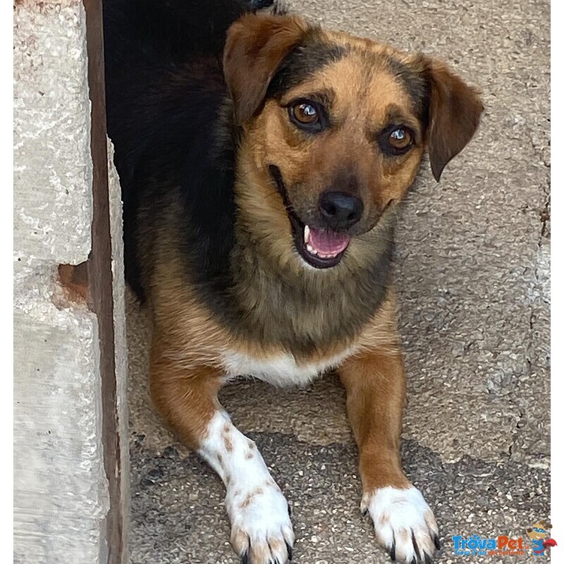 Memole Dolce Cagnolina Taglia Piccola 4 anni Cerca casa - Adozione Canile di Latina - Foto n. 2