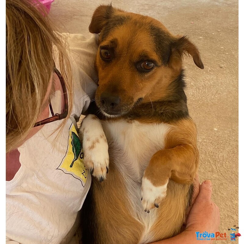 Memole Dolce Cagnolina Taglia Piccola 4 anni Cerca casa - Adozione Canile di Latina - Foto n. 3