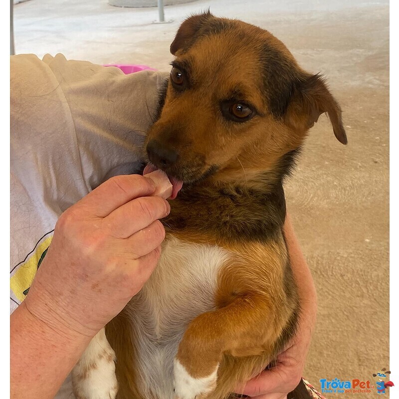 Memole Dolce Cagnolina Taglia Piccola 4 anni Cerca casa - Adozione Canile di Latina - Foto n. 4