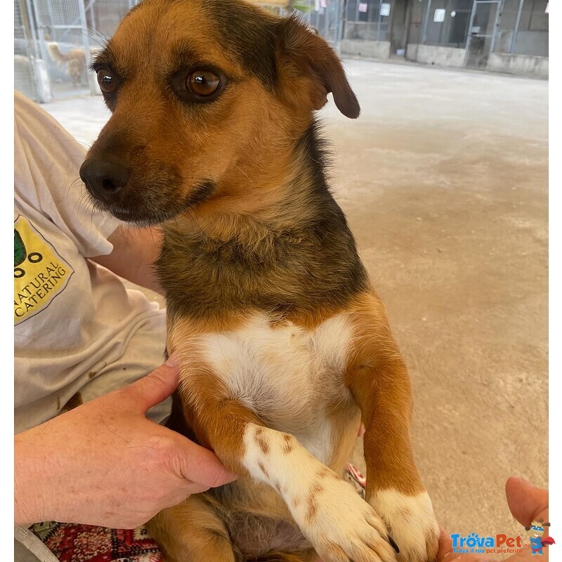 Memole Dolce Cagnolina Taglia Piccola 4 anni Cerca casa - Adozione Canile di Latina - Foto n. 5