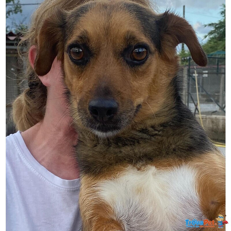 Memole Dolce Cagnolina Taglia Piccola 4 anni Cerca casa - Adozione Canile di Latina - Foto n. 6