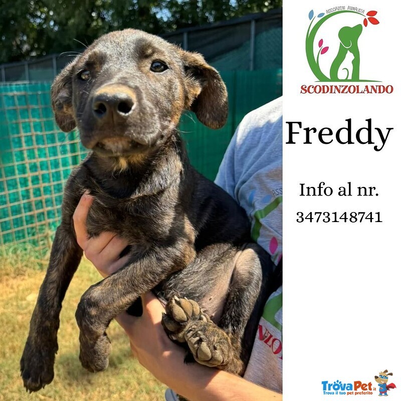 Freddy Cucciolo 3 mesi Dolce e Coccolone Cerca Adozione - Foto n. 1