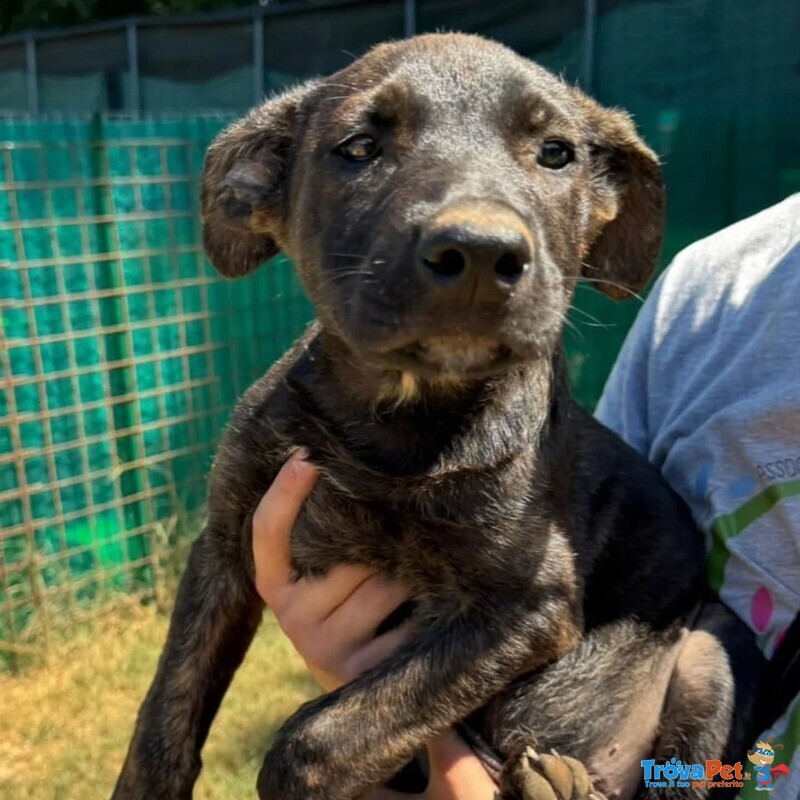 Freddy Cucciolo 3 mesi Dolce e Coccolone Cerca Adozione - Foto n. 2