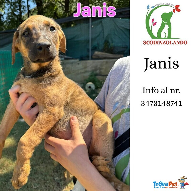 Janis Dolce Cucciola 3 mesi Cerca Adozione - Futura Taglia Media - Foto n. 1