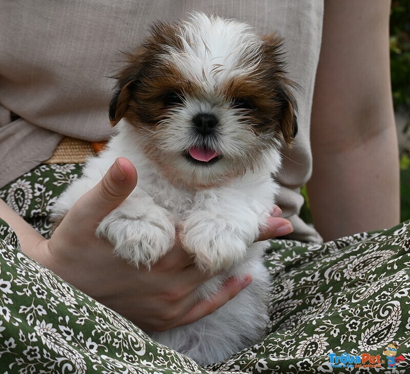 Shih tzu Cuccioli Pedigree Enci - Foto n. 1