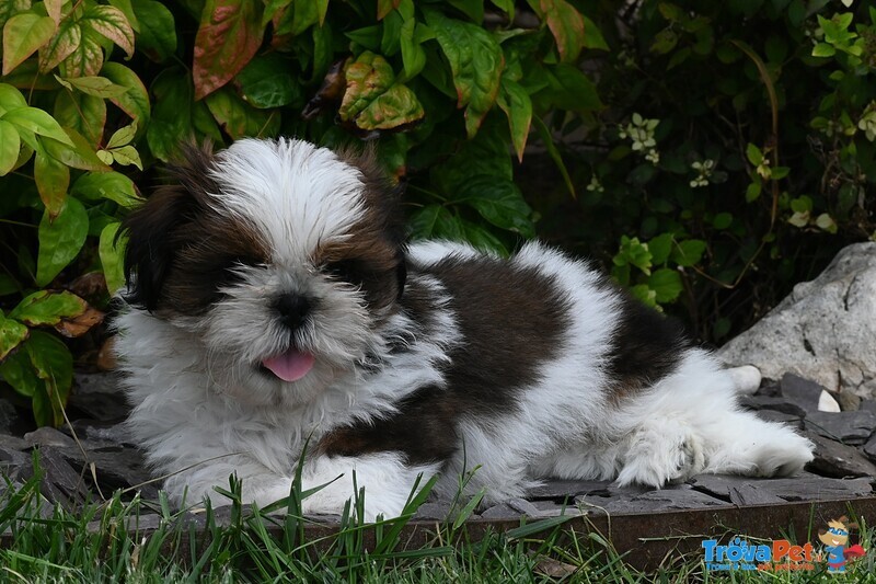 Shih tzu Cuccioli Pedigree Enci - Foto n. 2