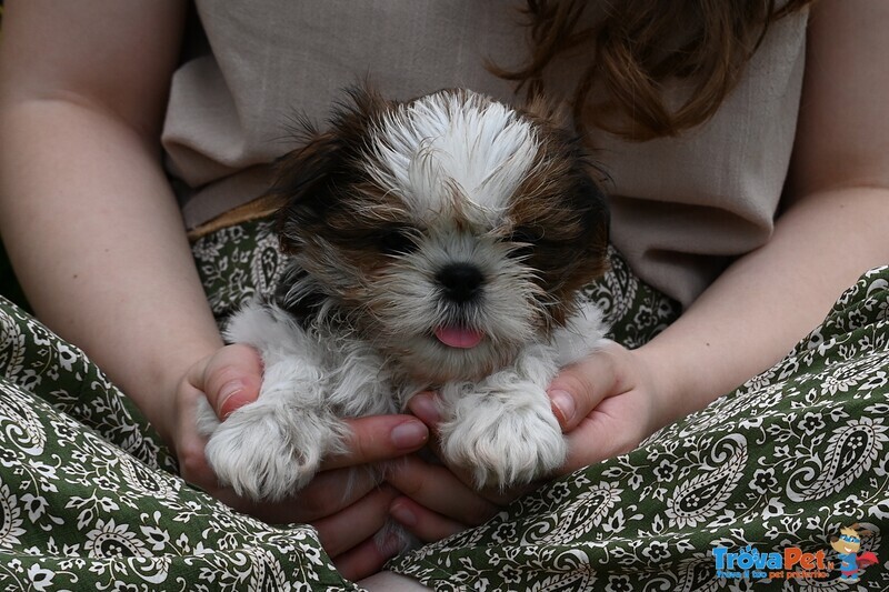 Shih tzu Cuccioli Pedigree Enci - Foto n. 3