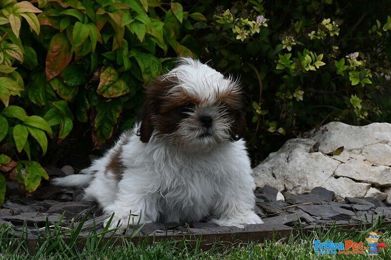 Shih tzu Cuccioli Pedigree Enci - Foto n. 4