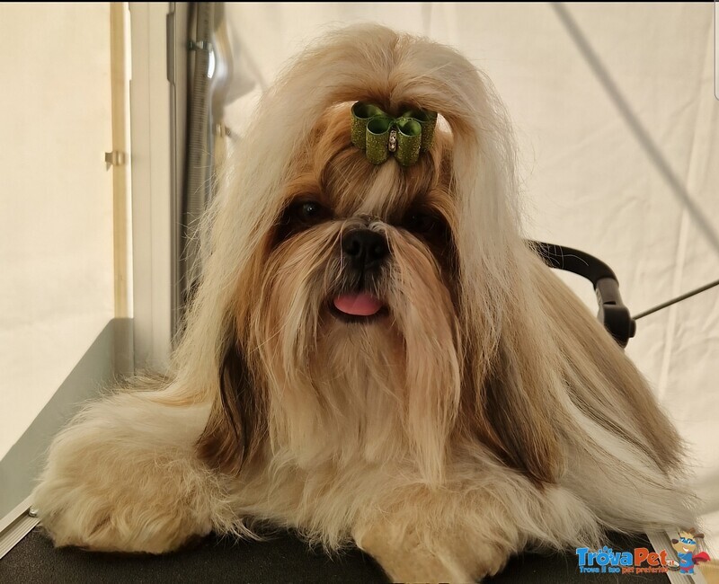 Shih tzu Cuccioli Pedigree Enci - Foto n. 5