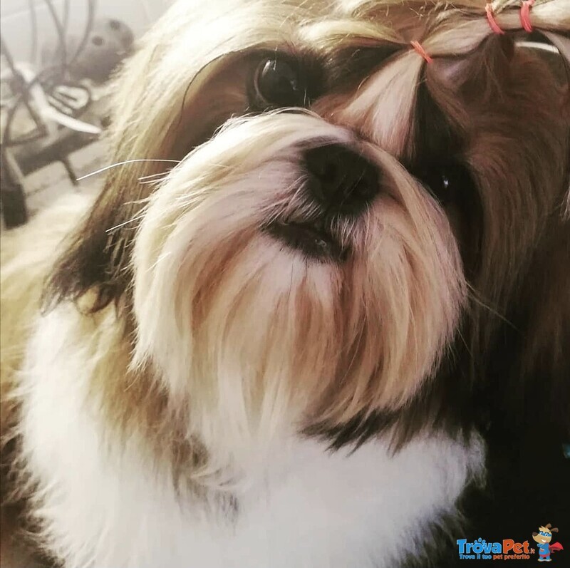 Shih tzu Cuccioli Pedigree Enci - Foto n. 6