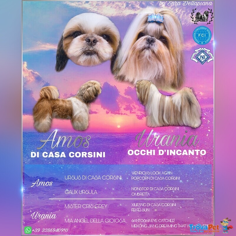 Shih tzu Cuccioli Pedigree Enci - Foto n. 7