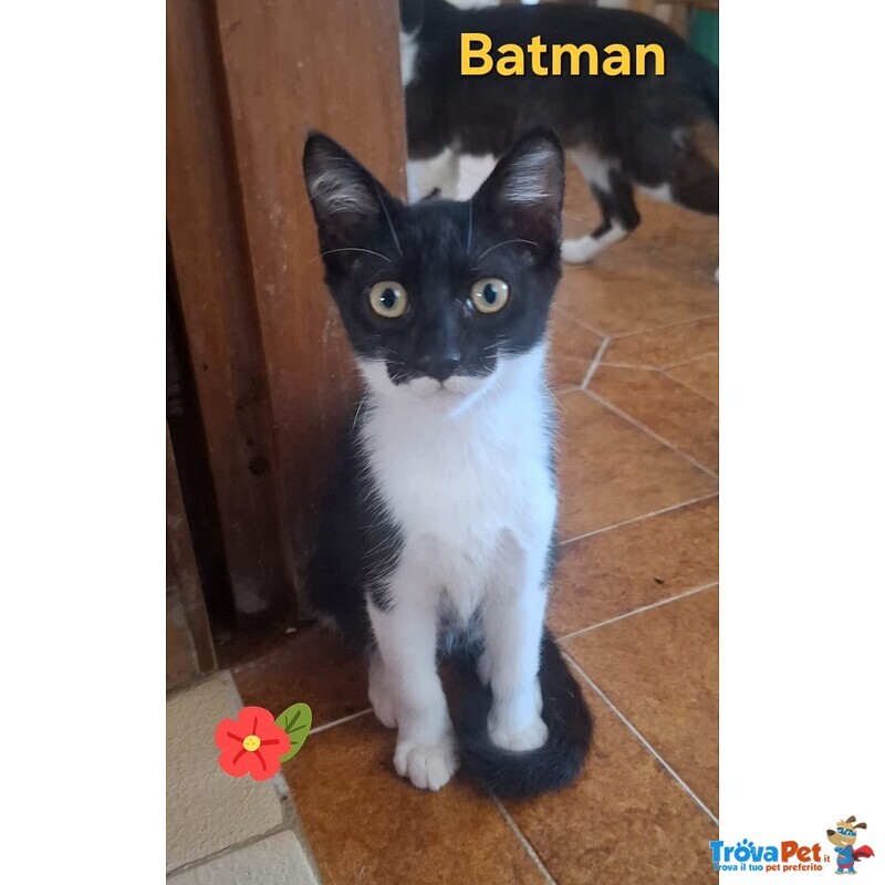 Batman Gattino 3 mesi Cerca casa - in Adozione Piccolo Supereroe - Foto n. 1