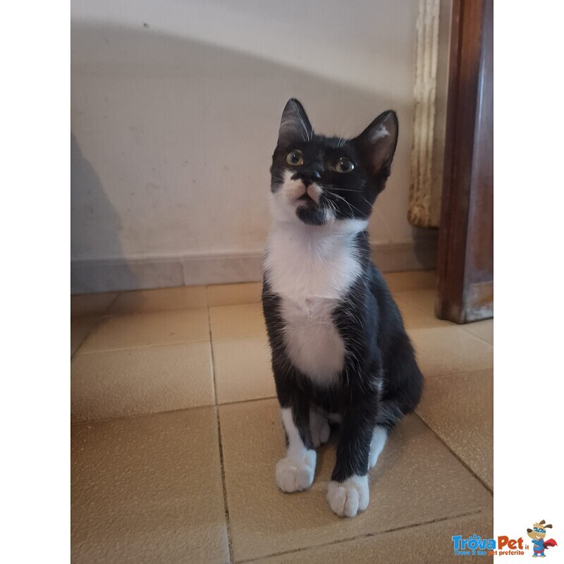 Batman Gattino 3 mesi Cerca casa - in Adozione Piccolo Supereroe - Foto n. 2