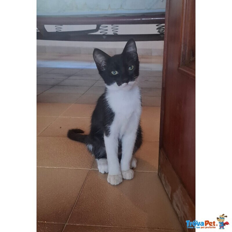 Batman Gattino 3 mesi Cerca casa - in Adozione Piccolo Supereroe - Foto n. 3