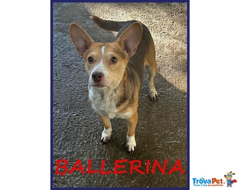 Ballerina 4anni ed 8 kg di Gioia di Vivere! - Foto n. 1