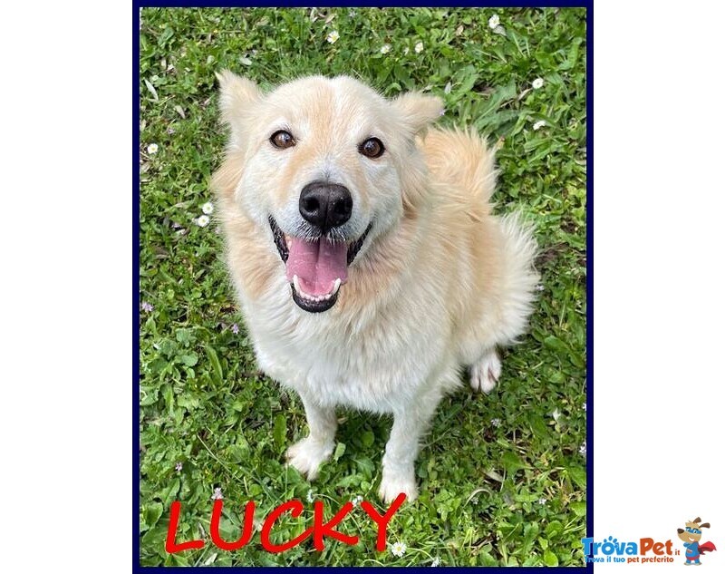 Lucky Cotone 6 anni Adora le Persone Dinamiche - Foto n. 3