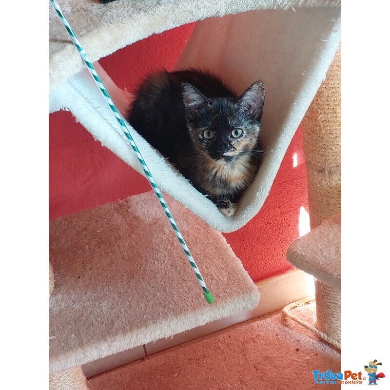 Lia e Penelope, tre mesi , Aspettano una Famiglia - Foto n. 2