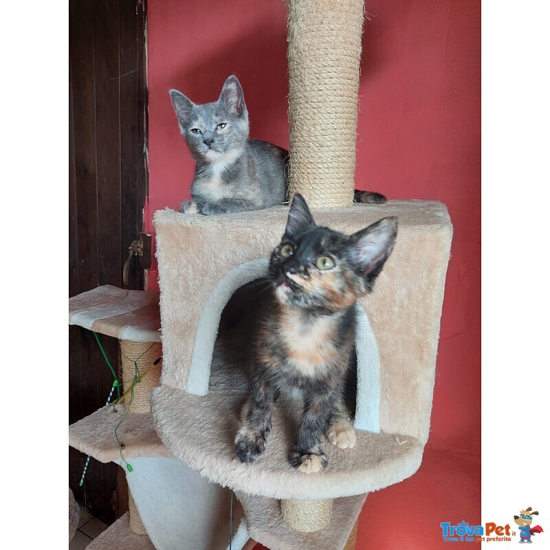 Lia e Penelope, tre mesi , Aspettano una Famiglia - Foto n. 4