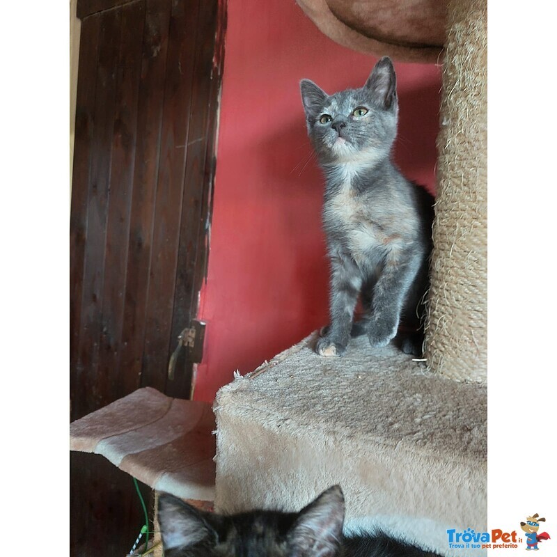 Lia e Penelope, tre mesi , Aspettano una Famiglia - Foto n. 5