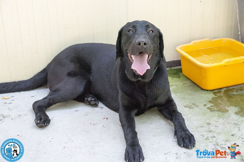 Nerone: Dolcezza in Formato Xl.. - Foto n. 2