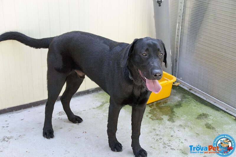 Nerone: Dolcezza in Formato Xl.. - Foto n. 3