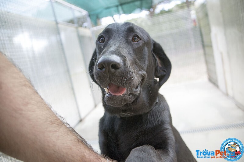 Nerone: Dolcezza in Formato Xl.. - Foto n. 4