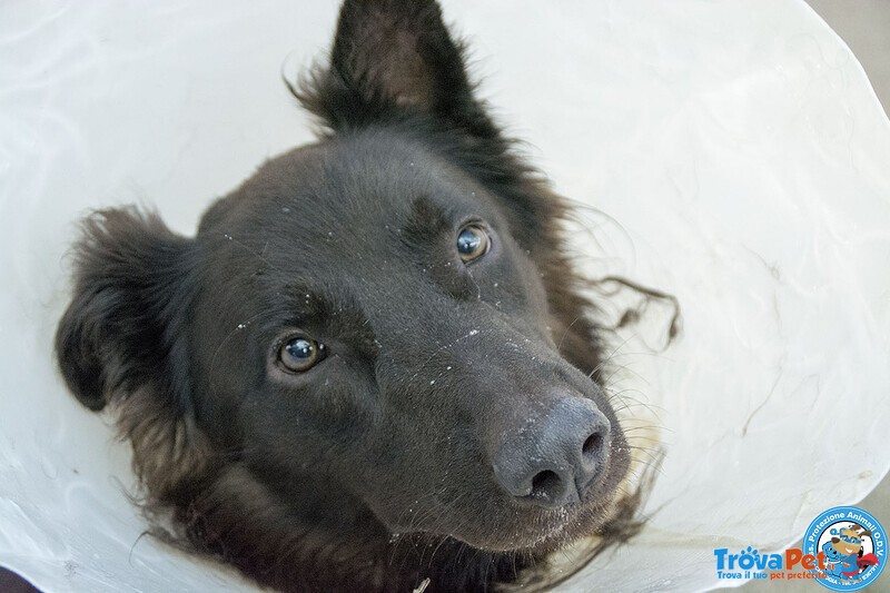 Baky, un Cucciolo di Energia in Cerca di Futuro.. - Foto n. 2