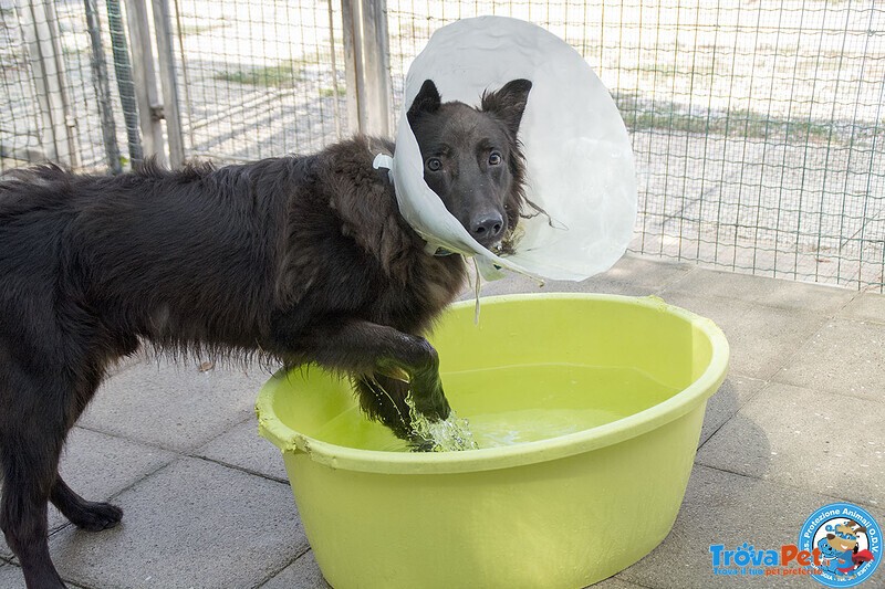 Baky, un Cucciolo di Energia in Cerca di Futuro.. - Foto n. 3