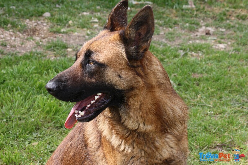 Fred in Adozione - Foto n. 5