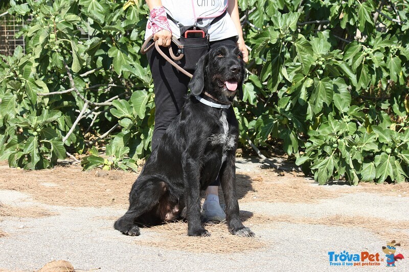 Astrid in Adozione - Foto n. 4