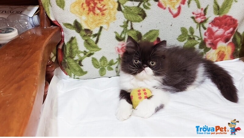 Cuccioli di Persiano - Foto n. 1