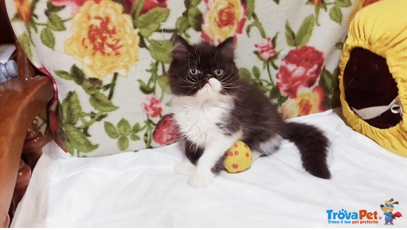 Cuccioli di Persiano - Foto n. 2