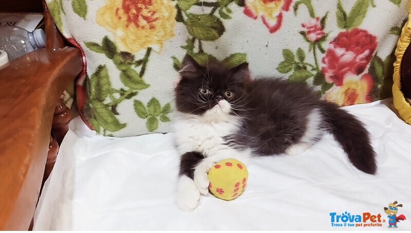 Cuccioli di Persiano - Foto n. 3