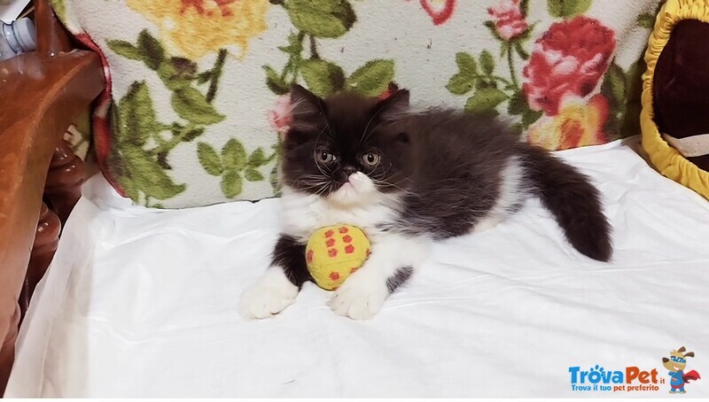 Cuccioli di Persiano - Foto n. 4