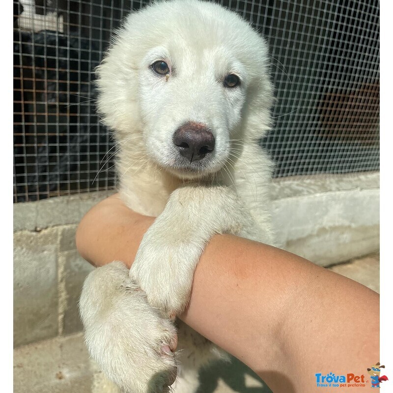 Leonida Stupendo Cucciolone 5 mesi Cerca casa - Adozione Canile di Latina - Foto n. 1