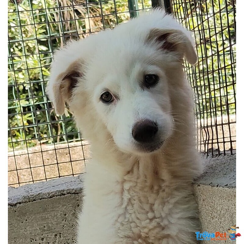 Leonida Stupendo Cucciolone 5 mesi Cerca casa - Adozione Canile di Latina - Foto n. 3