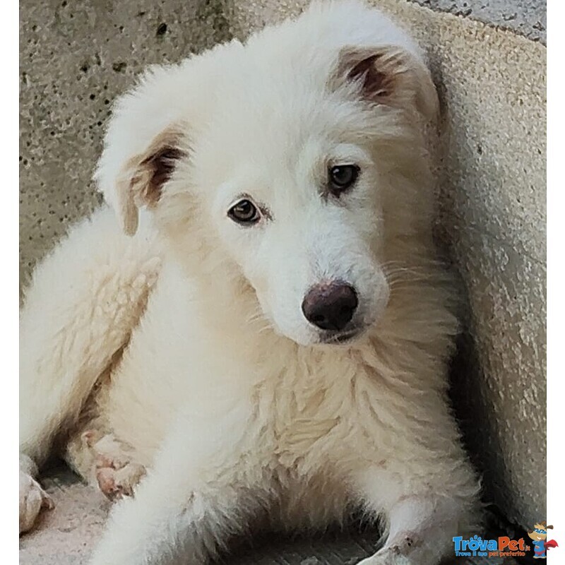Leonida Stupendo Cucciolone 5 mesi Cerca casa - Adozione Canile di Latina - Foto n. 4