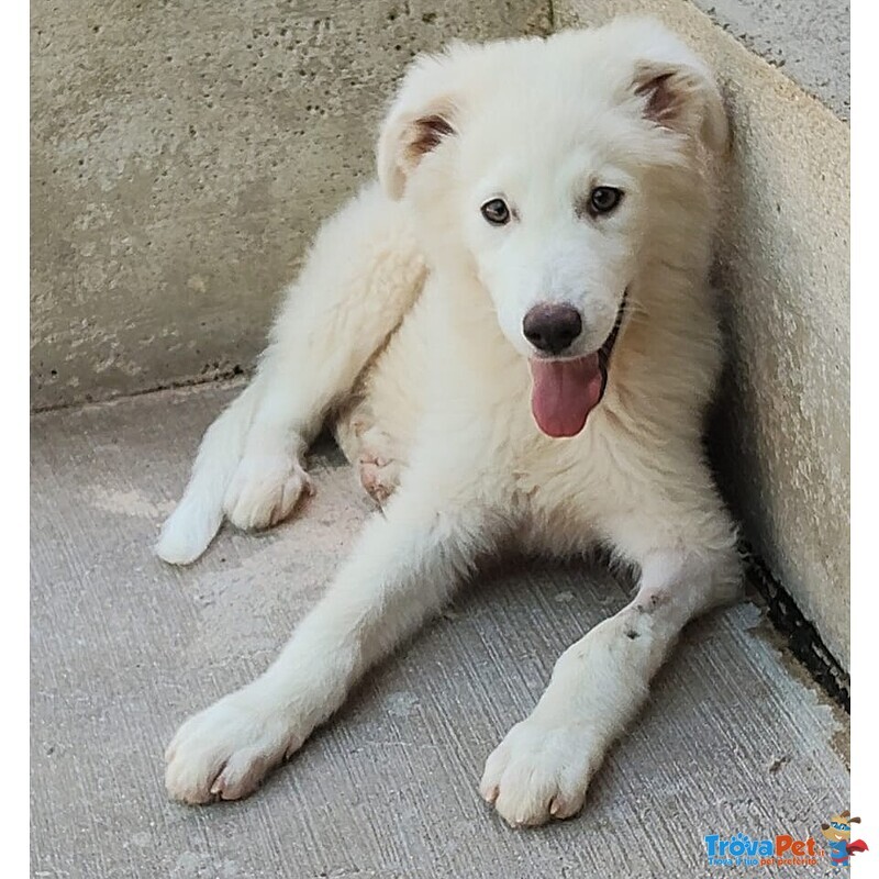 Leonida Stupendo Cucciolone 5 mesi Cerca casa - Adozione Canile di Latina - Foto n. 5