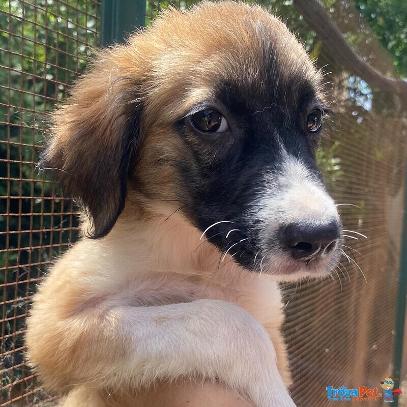 Nami Dolce Cucciola 2 mesi Cerca casa - Adozione Canile di Latina - Foto n. 1