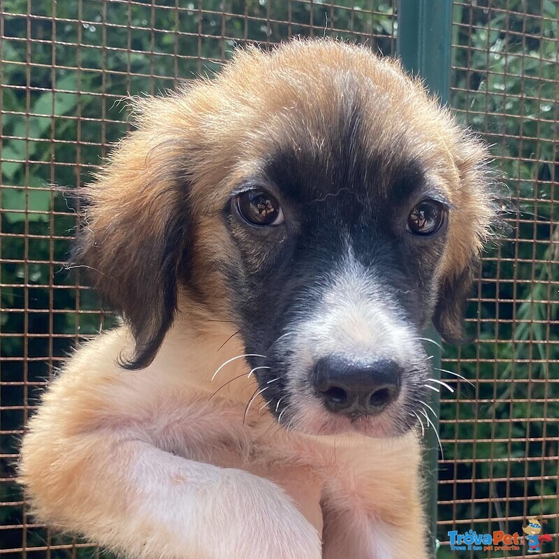 Nami Dolce Cucciola 2 mesi Cerca casa - Adozione Canile di Latina - Foto n. 2