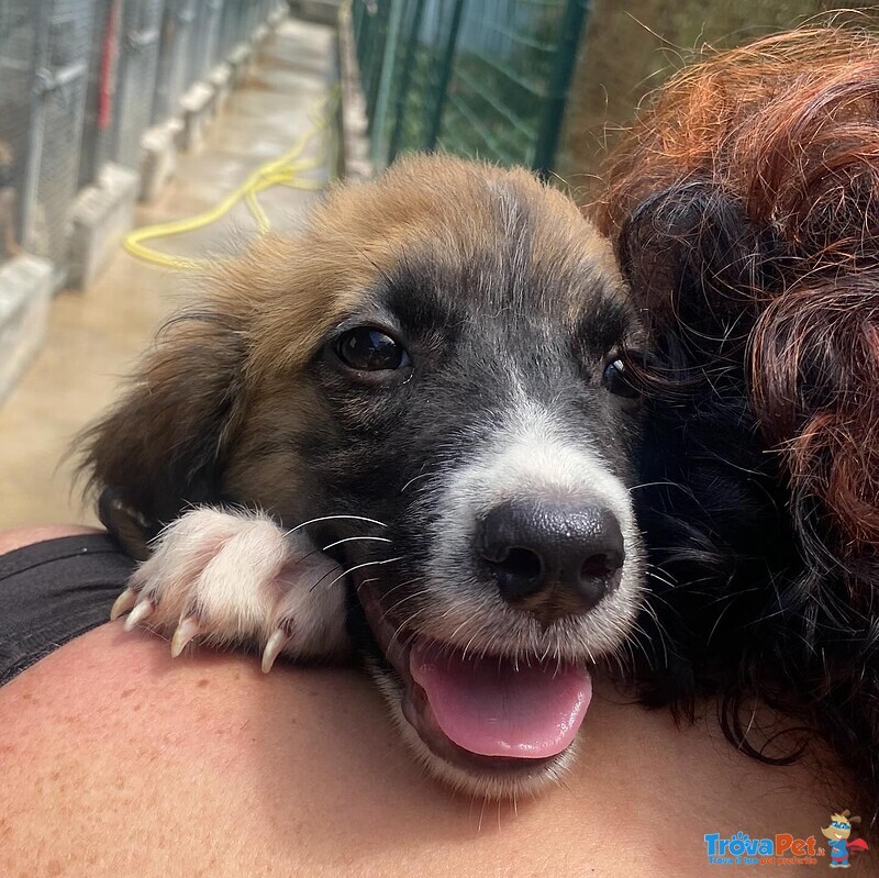 Nami Dolce Cucciola 2 mesi Cerca casa - Adozione Canile di Latina - Foto n. 3