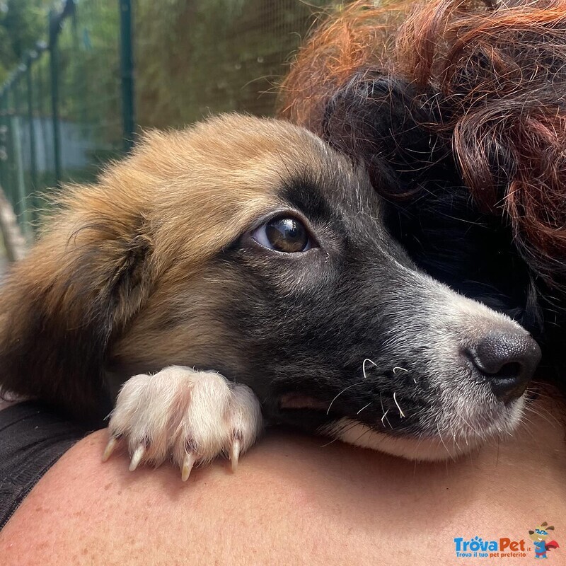 Nami Dolce Cucciola 2 mesi Cerca casa - Adozione Canile di Latina - Foto n. 4