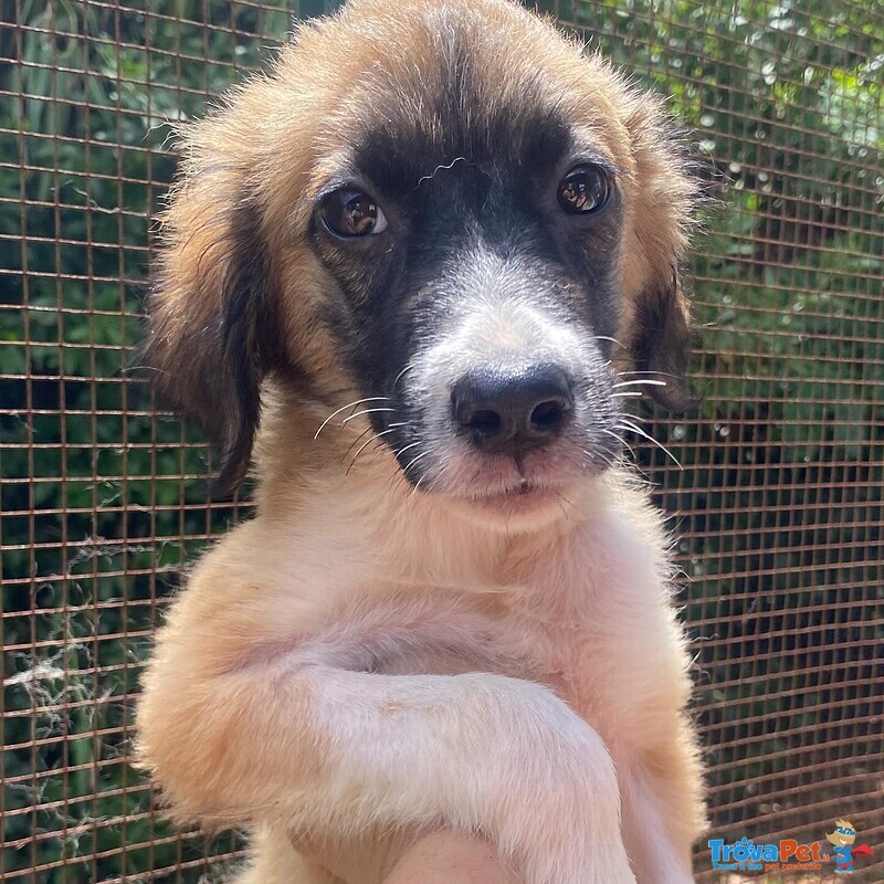 Nami Dolce Cucciola 2 mesi Cerca casa - Adozione Canile di Latina - Foto n. 5