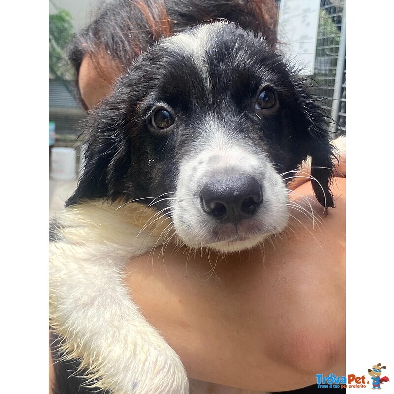 Nilo Dolce Cucciolo Derivato Border Collie Cerca Adozione - Foto n. 1