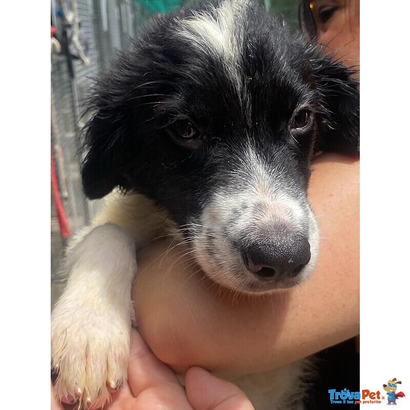 Nilo Dolce Cucciolo Derivato Border Collie Cerca Adozione - Foto n. 2