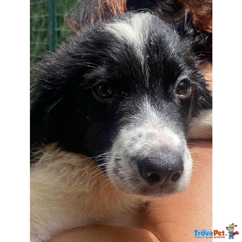 Nilo Dolce Cucciolo Derivato Border Collie Cerca Adozione - Foto n. 3