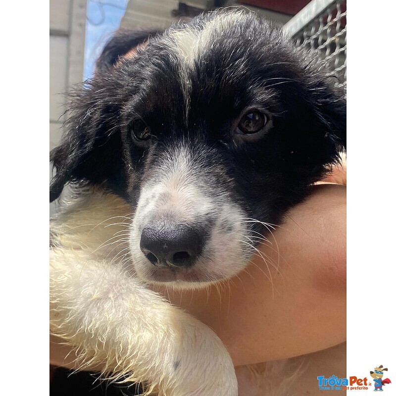 Nilo Dolce Cucciolo Derivato Border Collie Cerca Adozione - Foto n. 4