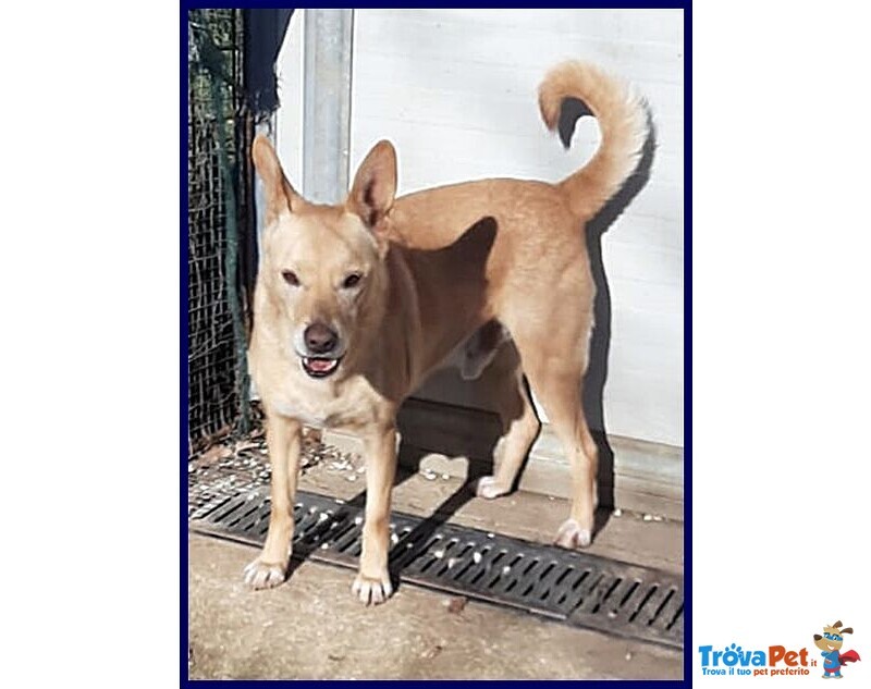 Eddy 7anni, Bravo e Tranquillo - 15kg - Foto n. 1